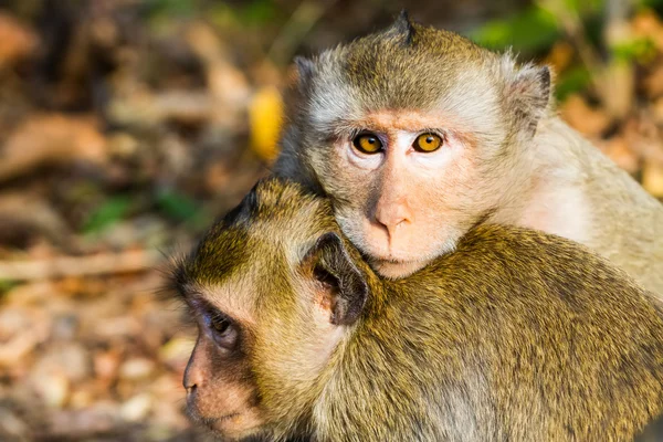 Familia de monos en el parque — Foto de Stock