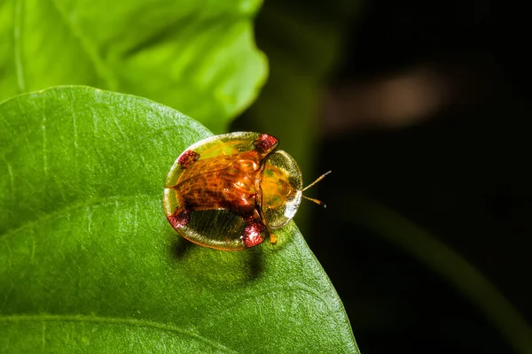 Golden tortoise beetle on green leaf at night scene — Stock Photo, Image