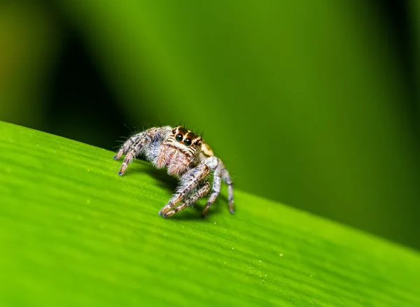 Springende Spinne (hyllus semicupreus) wartet nachts auf Beute auf grünem Blatt Stockbild