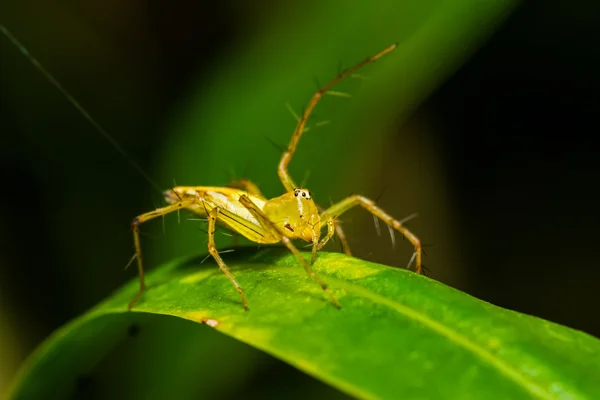 Arañas saltarinas (Viciria praemandibularis) en hoja verde por la noche — Foto de Stock