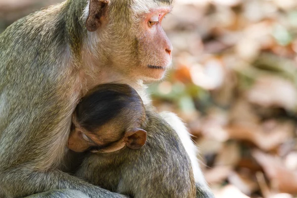 Krabbenfressende Makakenmutter füttert ihr Baby im Park. — Stockfoto