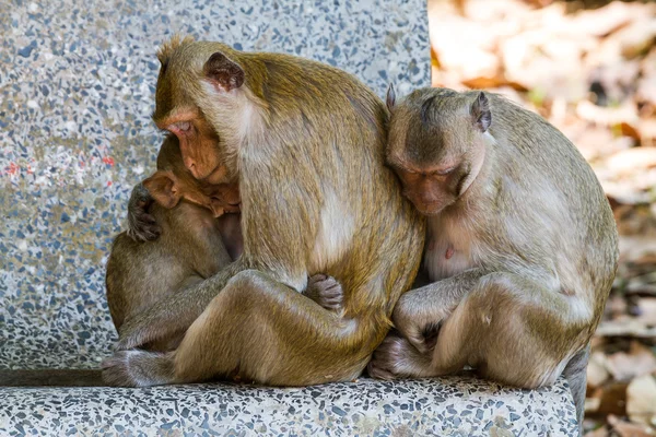 Mãe caranguejo-comer macaco alimentando seu bebê no parque . — Fotografia de Stock