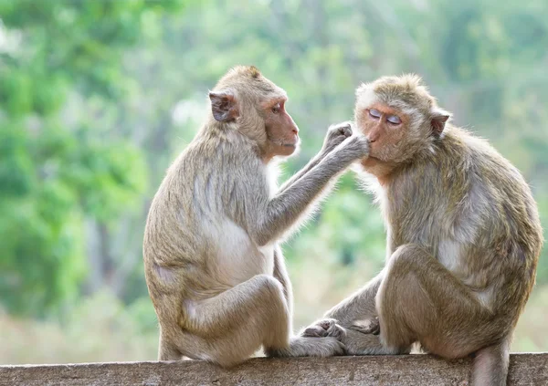Affen suchen im Park nach Flöhen und Zecken lizenzfreie Stockfotos