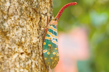 lanternfly, böcek tropikal ormanlarda ağaç üzerinde 