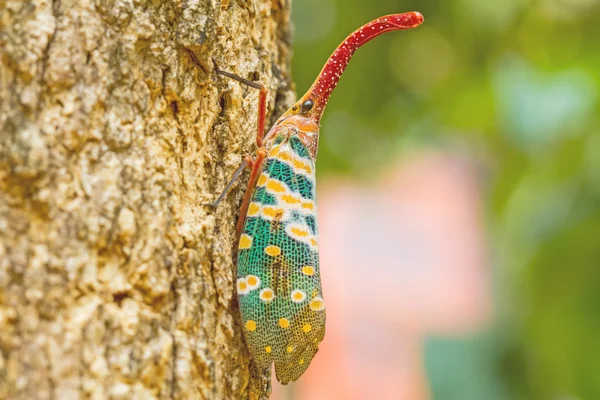 Lanternfly, el insecto en el árbol en los bosques tropicales — Foto de Stock