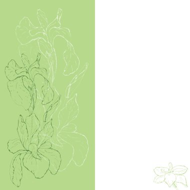 Iris kartı yeşil ve beyaz