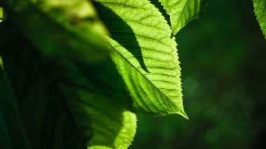 Yarı saydam Kiraz yaprak