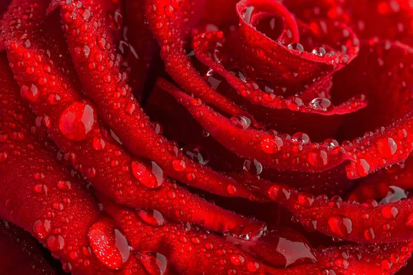 Kapky Vody Okvětní Lístky Červené Růže Ozářené Ranním Sluncem — Stock fotografie