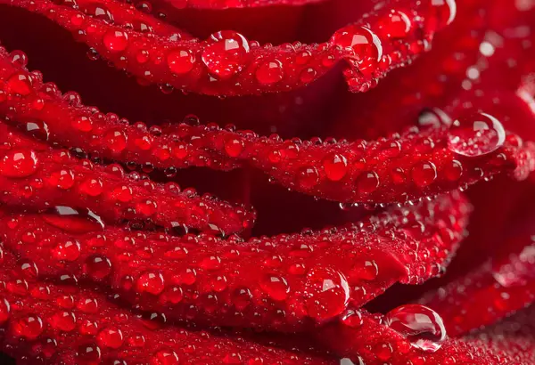 Sabah güneşiyle yanan kırmızı bir gülün yapraklarının üzerine bir damla su..