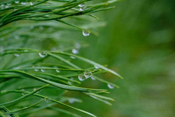 Çam iğneleri üzerinde su damlaları.