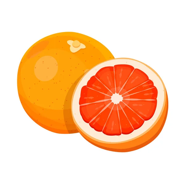 Ripe grapefruit isolated on white background. Vector illustration. — Stock Vector