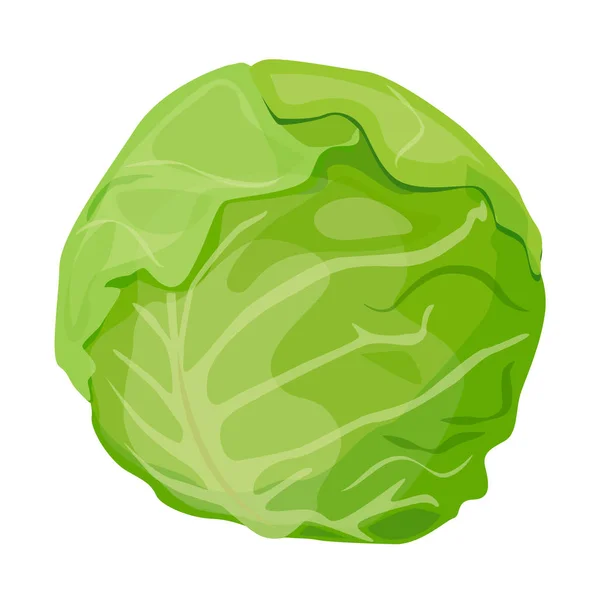 Vert, vecteur de chou blanc isolé sur fond blanc — Image vectorielle