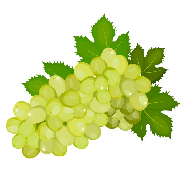 Uvas verdes brancas. Vector. Isolado sobre fundo branco — Vetor de Stock