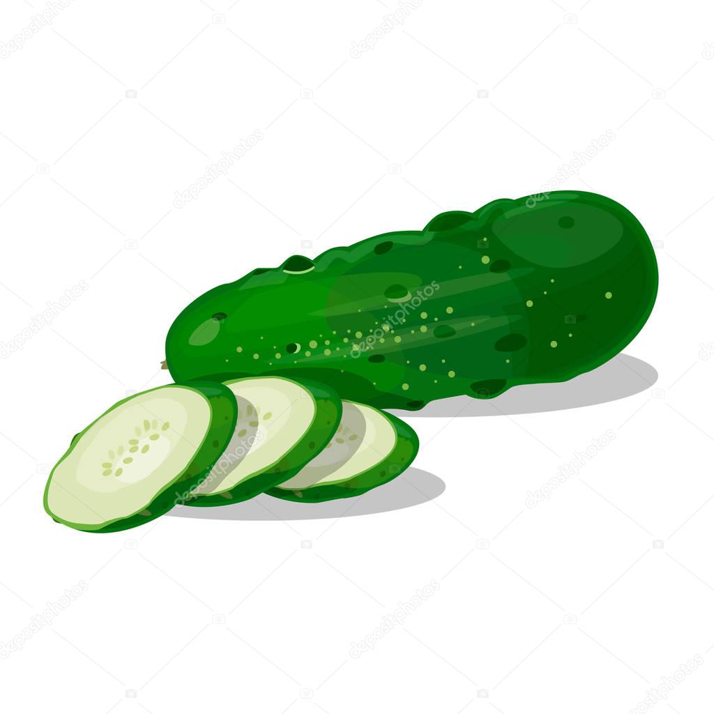 cucumber. Vector. Isolated on white background