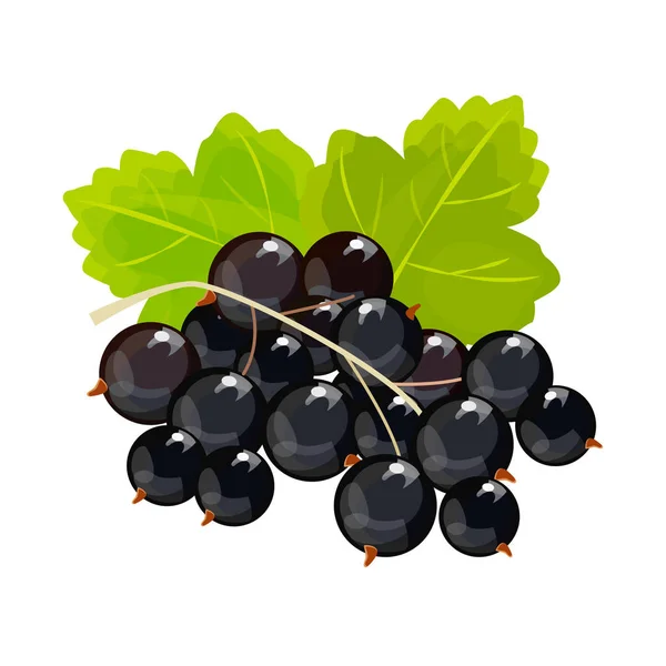 Beyaz arka plan üzerinde izole Siyah frenk üzümü. Vektör. Berry