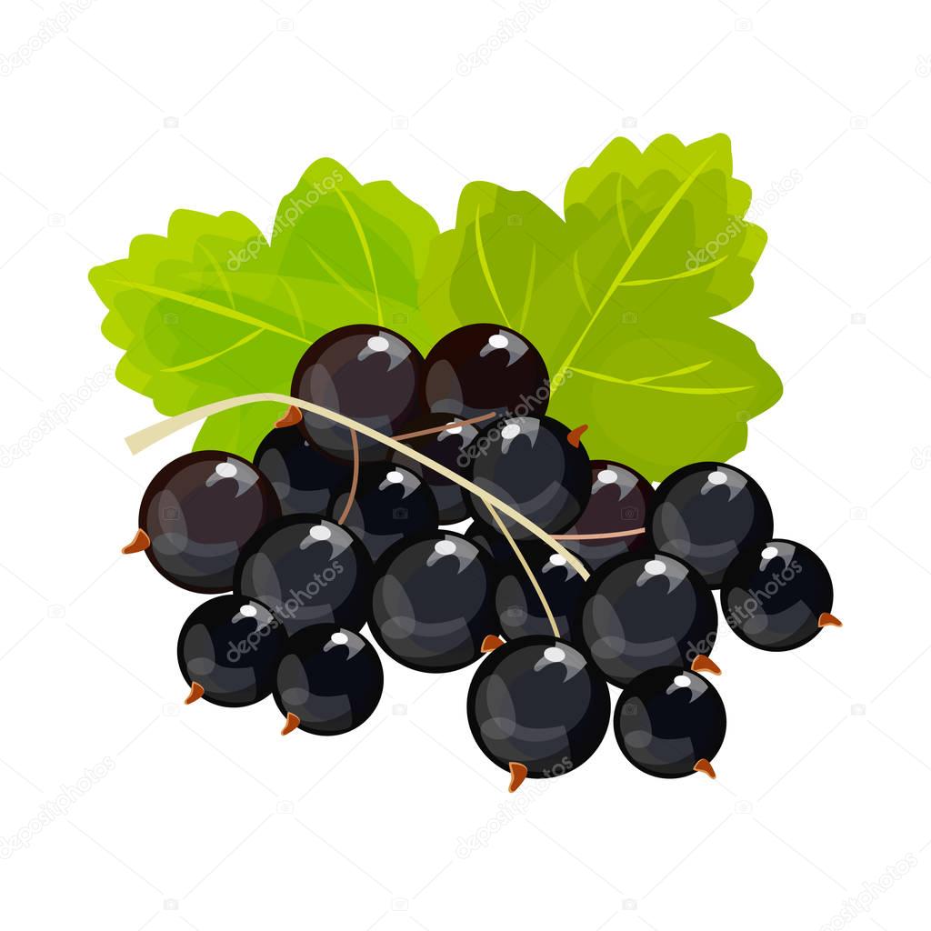 Black currant isolated on white background. Vector. Berry
