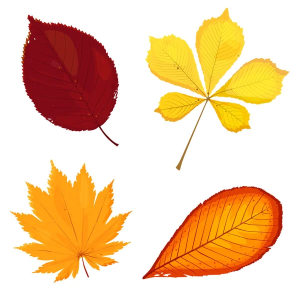 Hojas amarillas de otoño de un árbol aislado sobre fondo blanco, rojo. Vector — Vector de stock