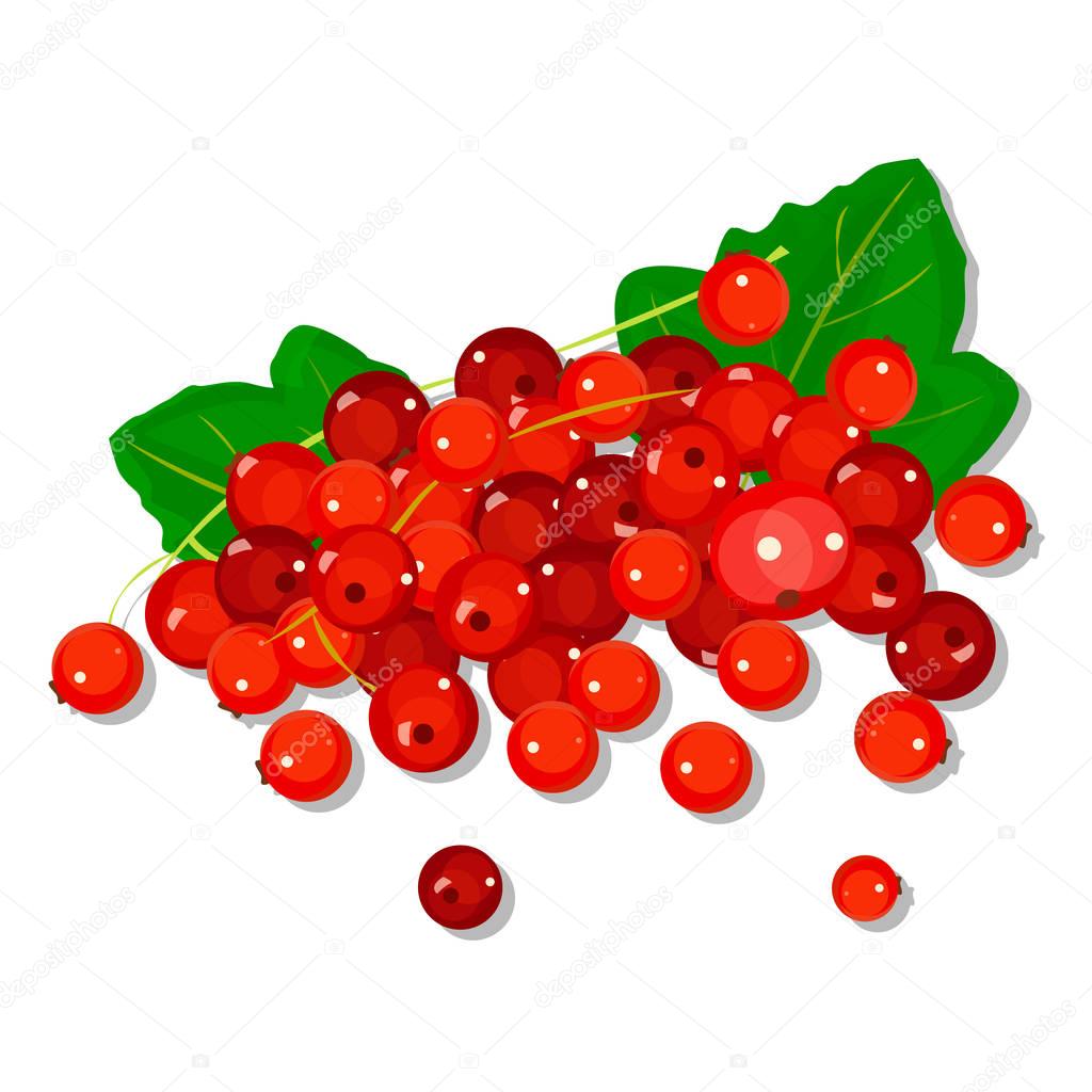 Red currant isolated on white background. Vector