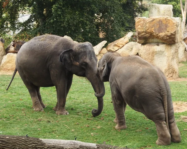 Elephans are playing in the zoo — Stock Photo, Image