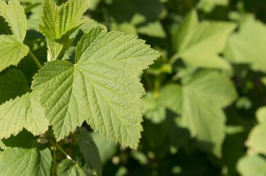 Yaz aylarında yeşil etiket