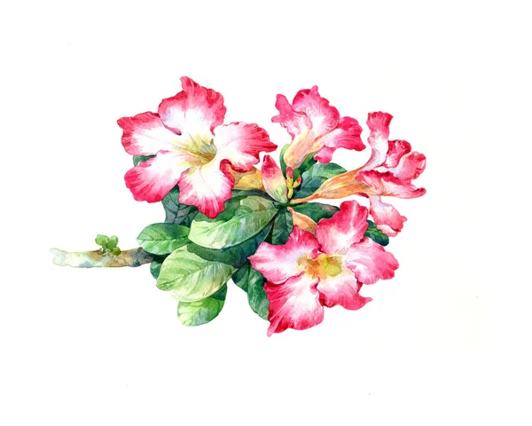 Aquarela pintura de folhas e flor — Fotografia de Stock