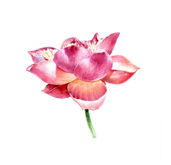 Obraz akvarel ilustrace lístečky a lotus — Stock fotografie