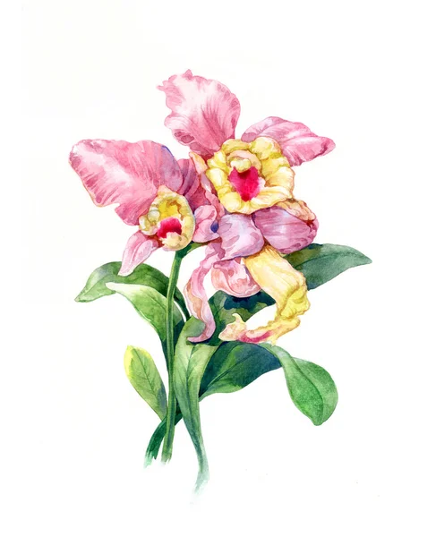 Ζωγραφική με νερομπογιές των φύλλων και των λουλουδιών — Φωτογραφία Αρχείου