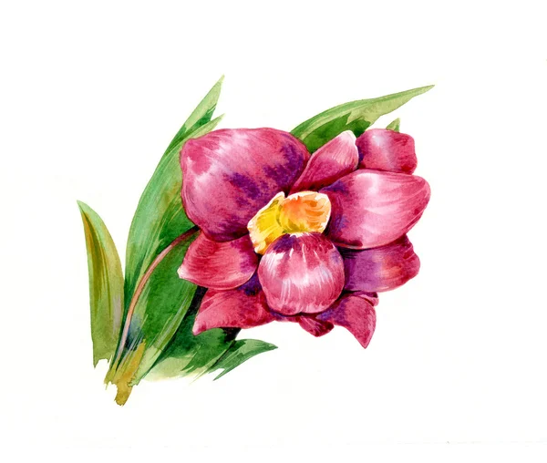 Malba akvarel listů a květin — Stock fotografie