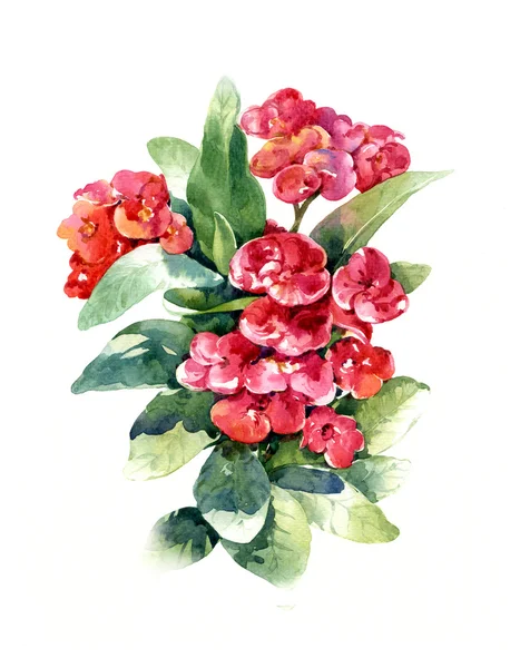 Malba akvarel listů a květin — Stock fotografie