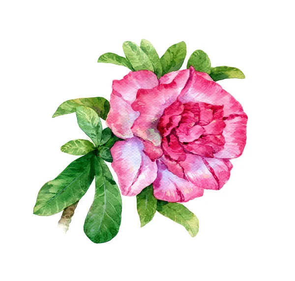 Aquarela pintura de folhas e flor — Fotografia de Stock