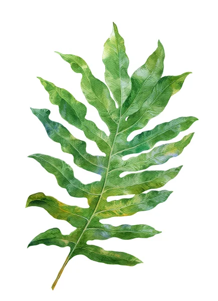 Aquarela pintura de folhas — Fotografia de Stock