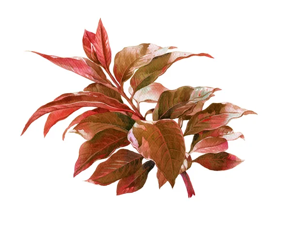 Pittura ad acquerello di foglie — Foto Stock