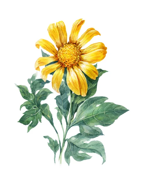黄色，花，向日葵的水彩插图绘画 — 图库照片
