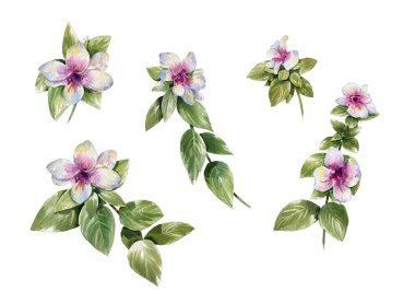 yaprak ve çiçek suluboya resim