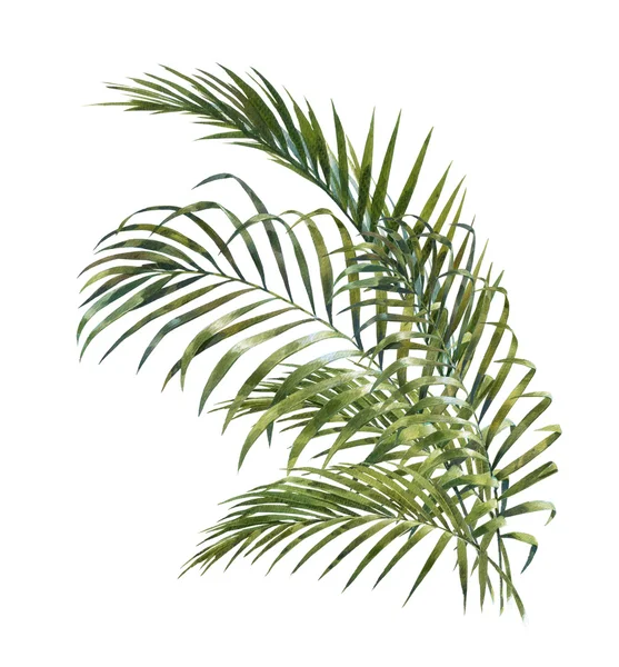 Akwarela malarstwo palm kokosowych liści na białym tle — Zdjęcie stockowe