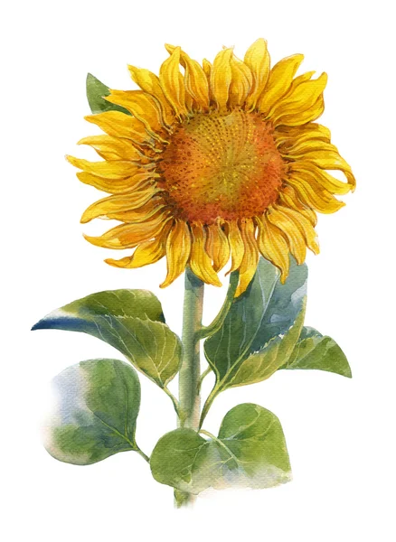 Aquarela ilustração pintura de amarelo, flor, sunflowe — Fotografia de Stock