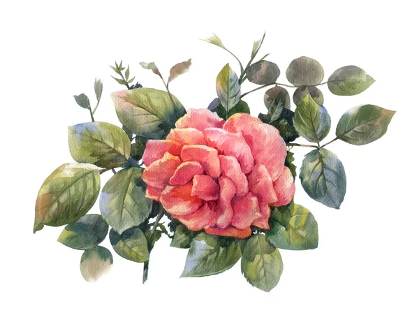 Pintura de acuarela de rosa sobre fondo blanco — Foto de Stock