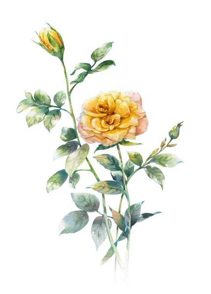 Akvarell, a Fehér Rózsa — Stock Fotó