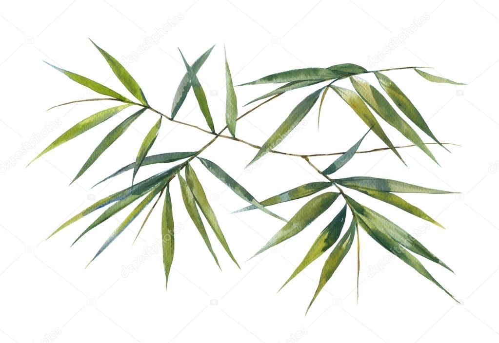 Watercolor illustration painting of bamboo leaves