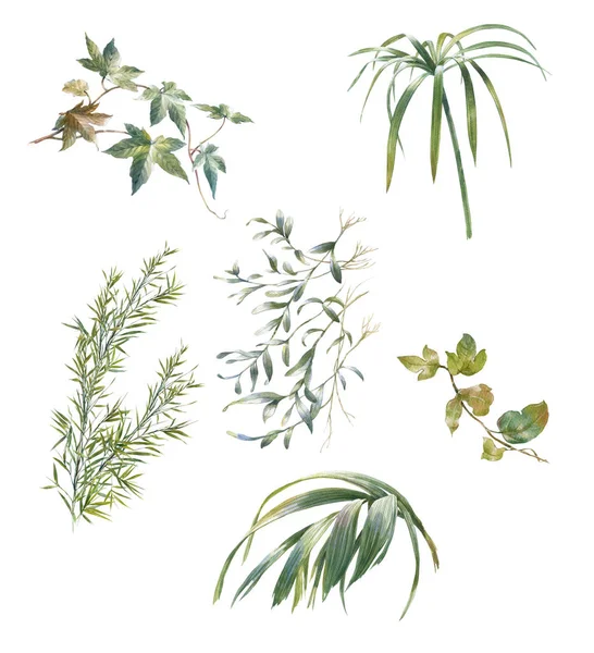Акварель иллюстрации листьев на белом — стоковое фото