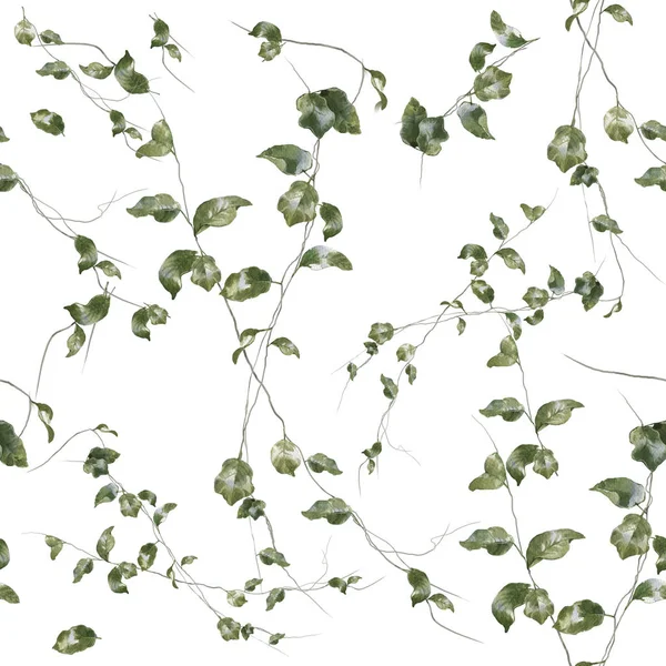 Ivy leaves. Watercolor painting of young ivy branches isolated on white  vector illustration