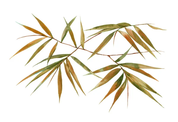 Watercolor illustration painting of bamboo leaves , on white