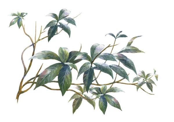 Acuarela pintura de hojas ilustración en blanco —  Fotos de Stock