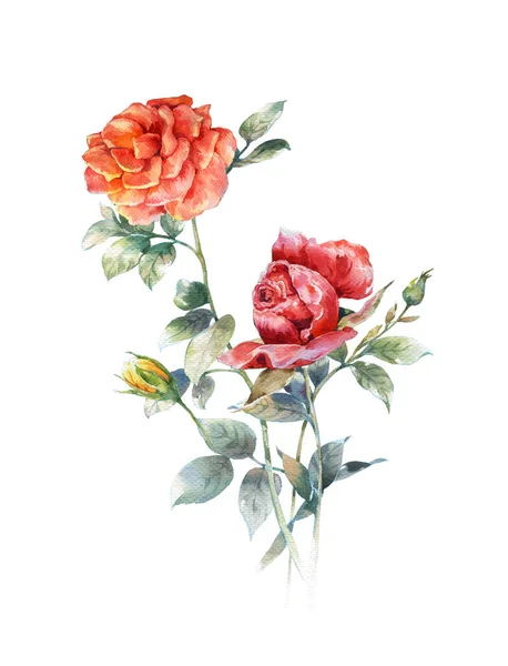 Akvarell målning av blomma, ros på vit bakgrund — Stockfoto