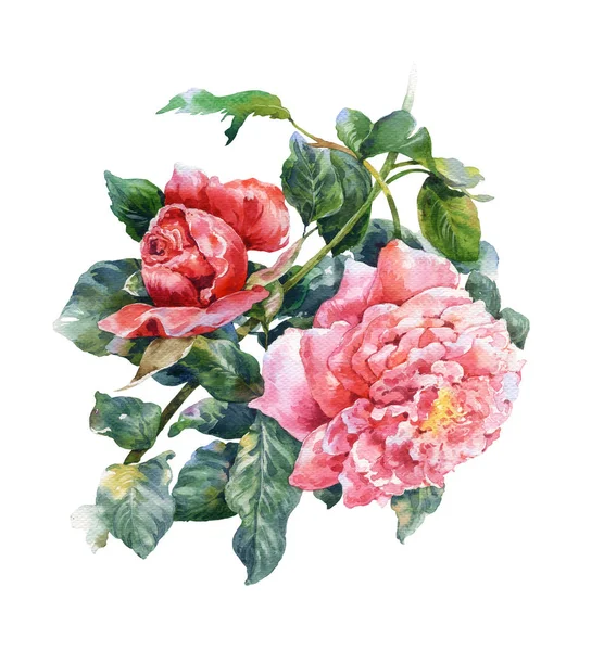 白い背景の上にバラの花の水彩画 — ストック写真