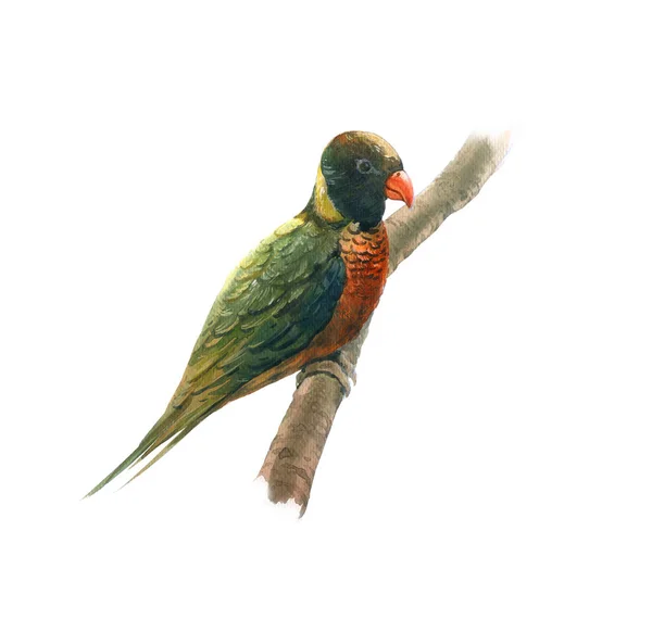 Güzel kuş, beyaz arka plan üzerinde boyama suluboya — Stok fotoğraf