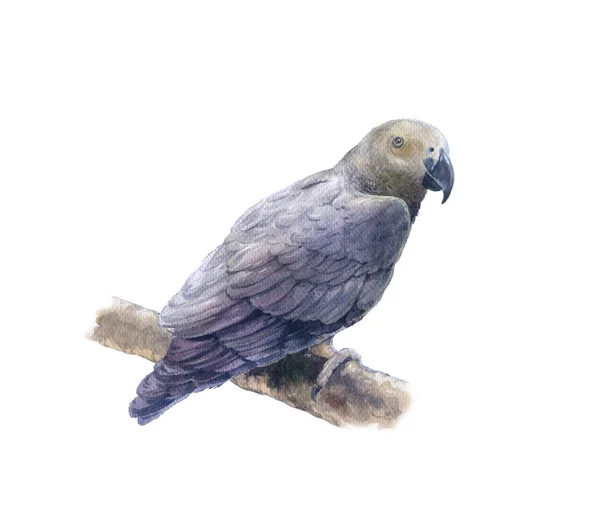 Güzel kuş, beyaz arka plan üzerinde boyama suluboya — Stok fotoğraf