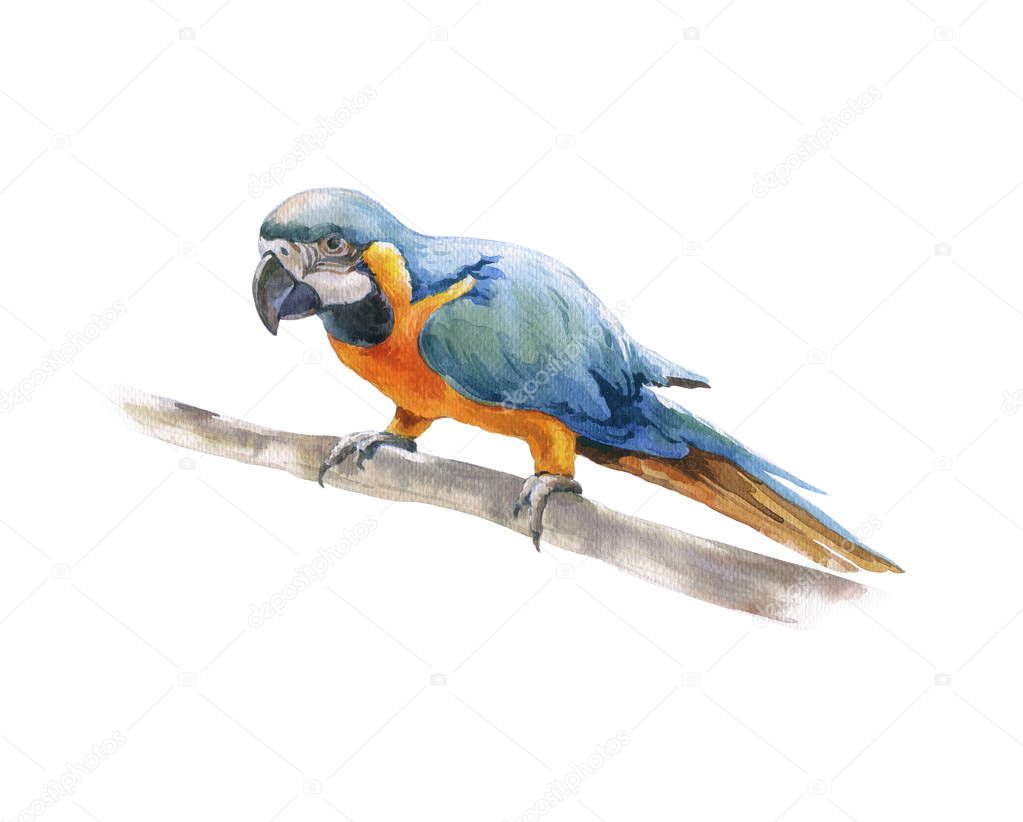 watercolor painting beautiful bird,on white background 