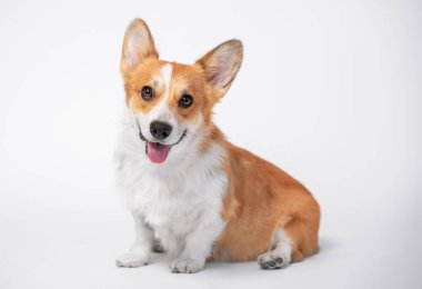 Komik köpek (köpek yavrusu) Galli corgi pembroke üretir beyaz arka planda büyük bir gülümseme ile oturur. izole etme