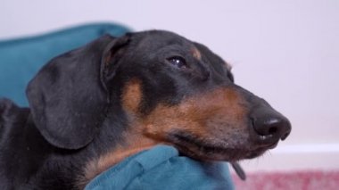 Dachshund, yatakta yatar ve bir yürüyüş umuduyla başını kaldırır.
